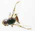  (Bactrocera Sp.44 - cau01169)  @11 [ ] Unspecified (default): All Rights Reserved (2010) China Agricutural University, Insect Collection China Agricutural University, Insect Collection