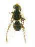  ( - cau01186)  @13 [ ] Unspecified (default): All Rights Reserved (2010) China Agricutural University, Insect Collection China Agricutural University, Insect Collection