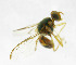  ( - cau01187)  @13 [ ] Unspecified (default): All Rights Reserved (2010) China Agricutural University, Insect Collection China Agricutural University, Insect Collection