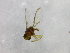  (Bactrocera vultus - cau01210)  @12 [ ] Unspecified (default): All Rights Reserved (2010) China Agricutural University, Insect Collection China Agricutural University, Insect Collection