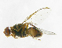  (Bactrocera Sp.24 - cau01225)  @14 [ ] Unspecified (default): All Rights Reserved (2010) China Agricutural University, Insect Collection China Agricutural University, Insect Collection