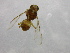  ( - cau01232)  @13 [ ] Unspecified (default): All Rights Reserved (2010) China Agricutural University, Insect Collection China Agricutural University, Insect Collection