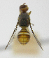  (Bactrocera Sp.5 - cau01409)  @12 [ ] Unspecified (default): All Rights Reserved (2010) China Agricutural University, Insect Collection China Agricutural University, Insect Collection