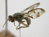  (Bactrocera Sp.51 - cau01421)  @11 [ ] Unspecified (default): All Rights Reserved (2010) China Agricutural University, Insect Collection China Agricutural University, Insect Collection