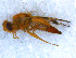  (Tephritidae - DNA 20090613-12)  @16 [ ] Copyright (2010) Unspecified NCB Naturalis
