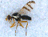  (Urophora cf. affinis - DNA 20090704-39)  @14 [ ] Copyright (2010) Unspecified NCB Naturalis