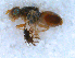  (Trupanea amoena - DNA 20090706-01)  @14 [ ] Copyright (2010) Unspecified NCB Naturalis