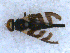  (Urophora quadrifasciata - DNA 20090707-11)  @14 [ ] Copyright (2010) Unspecified NCB Naturalis