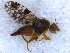  (Tephritis matricariae - DNA 20090707-49)  @13 [ ] Copyright (2010) Unspecified NCB Naturalis