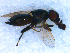  (Ulidia nigripennis - DNA 20090718-33)  @12 [ ] Copyright (2010) Unspecified NCB Naturalis