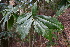  (Daphnopsis tuerckheimiana - SMC94)  @11 [ ] CreativeCommons - Attribution Non-Commercial Share-Alike (2019) Rafael F. del Castillo Instituto Politécnico Nacional