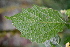  (Physalis philadelphica - SMC99)  @11 [ ] CreativeCommons - Attribution Non-Commercial Share-Alike (2019) Rafael F. del Castillo Instituto Politécnico Nacional