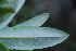  (Comarostaphylis longifolia - SMC37)  @11 [ ] CreativeCommons - Attribution Non-Commercial Share-Alike (2019) Rafael F. del Castillo Instituto Politécnico Nacional