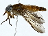  (Tabanus xanthochrus - BIOUG85476-B09)  @11 [ ] CreativeCommons - Attribution (2022) CBG Photography Group Centre for Biodiversity Genomics