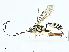  (Ischnus curvimaculatus - BIOUG98704-D06)  @11 [ ] CreativeCommons - Attribution (2023) CBG Photography Group Centre for Biodiversity Genomics