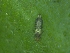  (Astrothrips tumiceps - THRKL6)  @11 [ ] COPYRIGHT (2023) AMAL POULOSE KERALA AGRICULTURAL UNIVERSITY