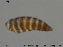  (Dendrothrips degeeri - KOS103)  @11 [ ] Creative Commons  Attribution Non-Commercial Share-Alike (2018) NTNU University Museum, Department of Natural History NTNU University Museum, Department of Natural History