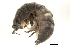  (Armadillidiidae - 09BBIUS-0030)  @16 [ ] CreativeCommons - Attribution (2010) Unspecified Centre for Biodiversity Genomics