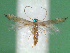  (Phyllocnistis unipunctella - STG12)  @14 [ ] Copyright (2012) Christian Wieser Landesmuseum Karnten