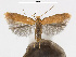  (Tischeria - RMNH.INS.24714)  @15 [ ] CreativeCommons - Attribution Non-Commercial Share-Alike (2015) Unspecified Naturalis Biodiversity Centre