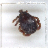  (Hyalomminae - NMNH-2023-035-E05)  @11 [ ] CreativeCommons - Attribution Non-Commercial Share-Alike (2024) Electra Chadd Smithsonian Institution National Museum of Natural History