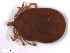  (Ixodes ovatus - BIOUG01781-F10)  @11 [ ] CreativeCommons - Attribution (2011) CBG Photography Group Centre for Biodiversity Genomics