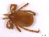  (Ixodes pilosus - BIOUG01781-H11)  @11 [ ] CreativeCommons - Attribution (2011) CBG Photography Group Centre for Biodiversity Genomics