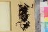  (Grimmia patens - TROM_B_190259)  @11 [ ] CreativeCommons - Attribution Non-Commercial Share-Alike (2017) Unspecified Tromsø University Museum