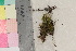  (Cratoneuron decipiens - TROM_B_210779)  @11 [ ] CreativeCommons - Attribution Non-Commercial Share-Alike (2017) Unspecified Tromsø University Museum