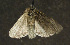  ( - moth160.01)  @13 [ ] CreativeCommons - Attribution (2010) Unspecified Centre for Biodiversity Genomics