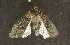  ( - moth162.01)  @13 [ ] CreativeCommons - Attribution (2010) Unspecified Centre for Biodiversity Genomics