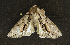  ( - moth328.01)  @12 [ ] CreativeCommons - Attribution (2010) Unspecified Centre for Biodiversity Genomics