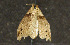  ( - moth380.01)  @13 [ ] CreativeCommons - Attribution (2010) Unspecified Centre for Biodiversity Genomics