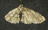  ( - moth414.01)  @12 [ ] CreativeCommons - Attribution (2010) Unspecified Centre for Biodiversity Genomics