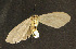  ( - moth651.01)  @13 [ ] CreativeCommons - Attribution (2010) Unspecified Centre for Biodiversity Genomics