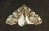  ( - moth666.01)  @14 [ ] CreativeCommons - Attribution (2010) Unspecified Centre for Biodiversity Genomics