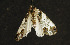  ( - moth866.01)  @12 [ ] CreativeCommons - Attribution (2010) Unspecified Centre for Biodiversity Genomics