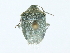  (Acrosternum millierei - BIOUG85533-G10)  @11 [ ] CreativeCommons - Attribution (2022) CBG Photography Group Centre for Biodiversity Genomics