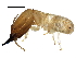  (Reticulitermes tibialis - BIOUG16322-H05)  @14 [ ] CreativeCommons - Attribution (2015) CBG Photography Group Centre for Biodiversity Genomics