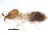  (Sphaerotermes sphaerothorax - BIOUG16323-H06)  @11 [ ] CreativeCommons - Attribution (2015) CBG Photography Group Centre for Biodiversity Genomics