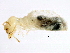  (NGGraTGM NSeniTGM2023 - CCDB-09490-D03)  @13 [ ] CreativeCommons - Attribution (2016) CBG Photography Group Centre for Biodiversity Genomics