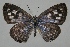 (Tarucus sp - TNAULY201400132)  @14 [ ] CreativeCommons - Attribution Non-Commercial Share-Alike (2014) Kiruthika, P Dept. of Entomology, TNAU
