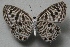  ( - TNAULY201400132)  @13 [ ] CreativeCommons - Attribution Non-Commercial Share-Alike (2014) Kiruthika, P Dept. of Entomology, TNAU
