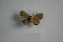  ( - TNAULY201400003)  @11 [ ] CreativeCommons - Attribution Non-Commercial Share-Alike (2014) Kiruthika, P Dept. of Entomology, TNAU