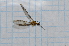  (Geranomyia risibilis - T2190)  @13 [ ] CreativeCommons - Attribution Non-Commercial Share-Alike (2014) Zacariah Billingham Unspecified