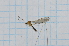  (Dicranomyia muta - T3296)  @11 [ ] CreativeCommons - Attribution Non-Commercial Share-Alike (2014) Zacariah Billingham Unspecified
