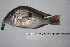  (Geophagus sveni - 430_TOC)  @11 [ ] CreativeCommons Attribution (by) (2023) Unspecified Instituto Nacional de Pesquisas da Amazonia (INPA)