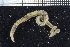  (Scoloplos cf. armiger - ZMBN_104838)  @11 [ ] CreativeCommons - Attribution Non-Commercial Share-Alike (2015) UoB University of Bergen, Natural History Collections