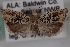  (Eucosma argutipunctana - 09-JBTOR-0660)  @14 [ ] CreativeCommons - Attribution (2010) Unspecified Centre for Biodiversity Genomics