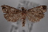  (Catastega marmoreana - 09-JBTOR-0770)  @14 [ ] CreativeCommons - Attribution (2010) Unspecified Centre for Biodiversity Genomics